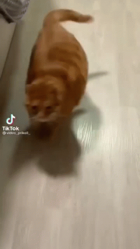 Cat Walking On Wooden Floor TikTok GIF