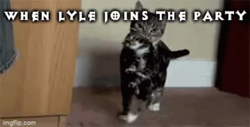 Cat Walking on Wooden Floor When Lyle Joins Party