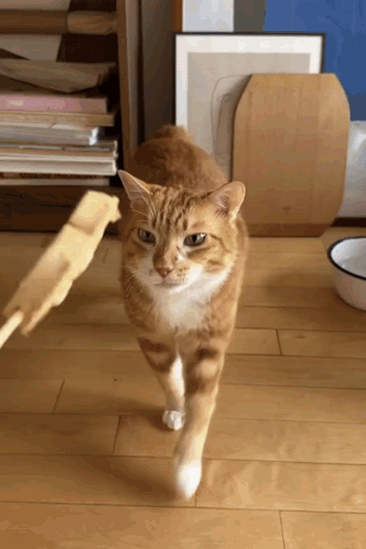 Cat Walking on Wooden Floor With Bowl