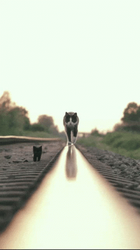Cat Walking Reflective Line Cool GIF