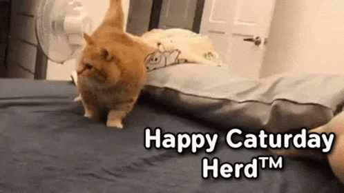 Cat Walking Saying Oh Yeah It's Saturday