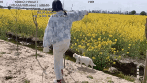 Cat Walking Through Flower Field GIF