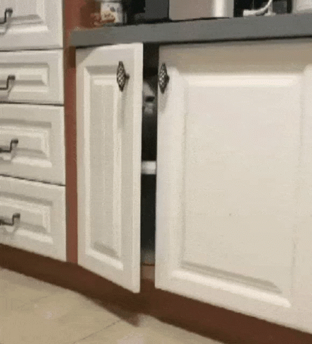 Cat Walking Through Kitchen Cabinet With Open Doors GIF