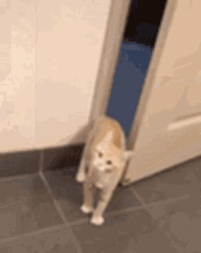 Cat Walking Through Open Door On Tile Floor GIF