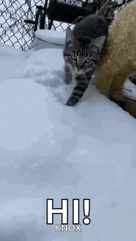Cat Walking Through Snow Saying Hi Knox
