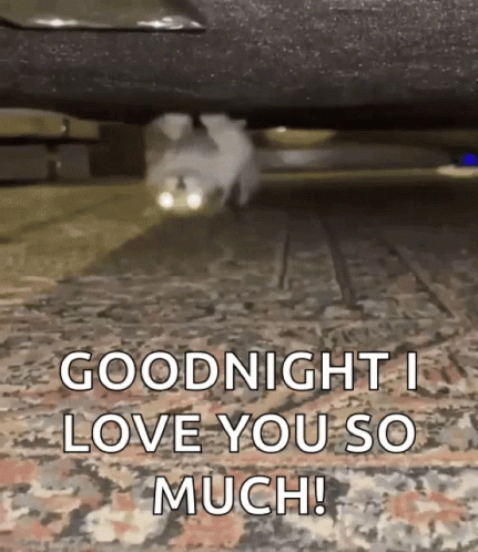 Cat Walking Under Car Saying Goodnight I Love You