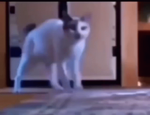 Cat Walking Weird Rear Feet Front GIF