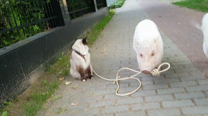 Cat Walking With Baby Pigs GIF