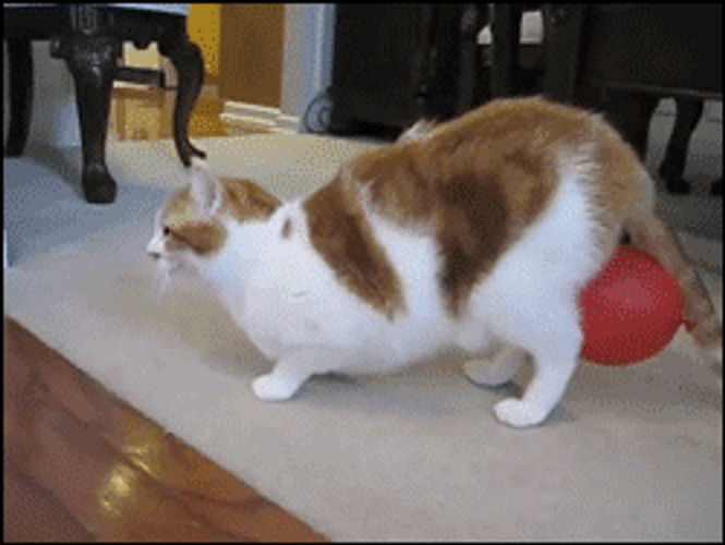 Cat Walking With Balloon GIF