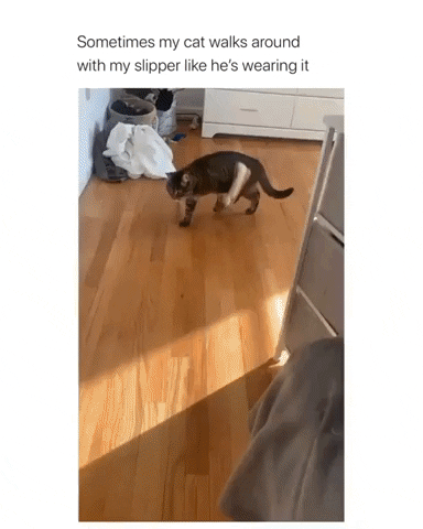 Cat Walking With One Slipper GIF