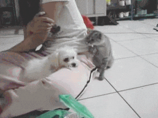 Cat Wants The Dog To Back Off GIF