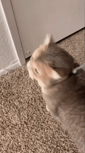 Cat Wants To Go Out Meow GIF