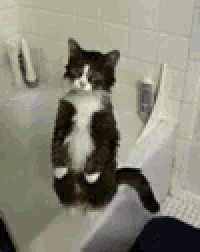 Cat War Gif GIF