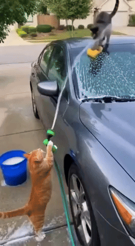 Cat Washing Car With Hose and Sponge