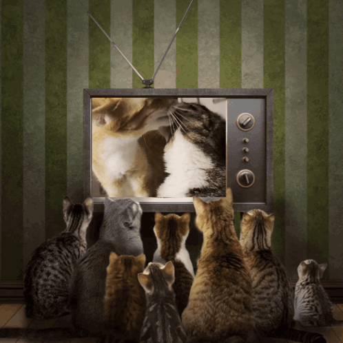 Cat Watching Cat Licking On The Tv GIF