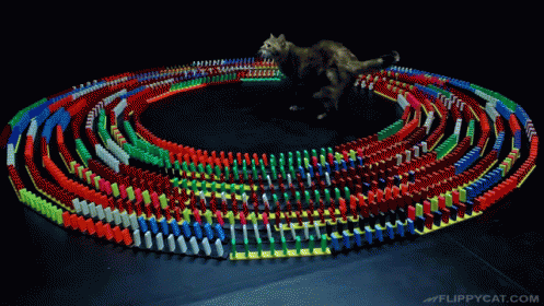 Cat Watching Colorful Dominos Falling GIF