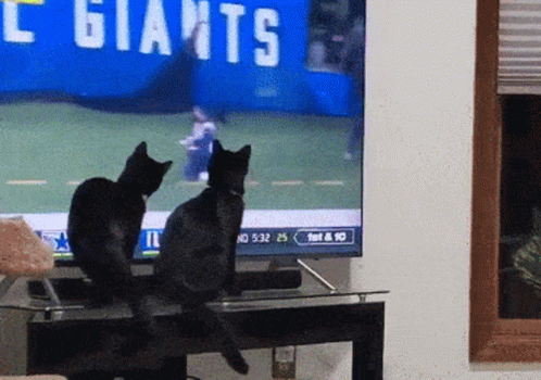Cat Watching Football Sunday GIF