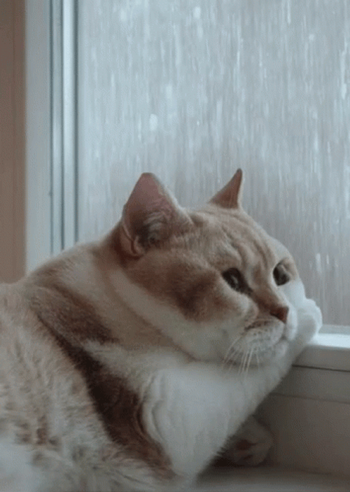 Cat Watching Rain GIF