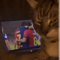 Cat Watching Soccer on TV