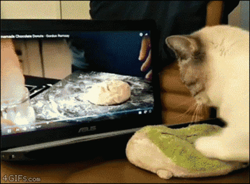 Cat Watching Youtube Dough Knead GIF