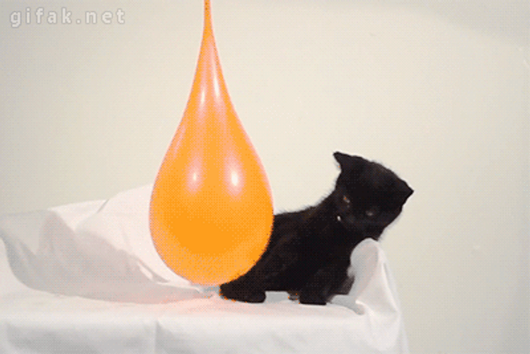 Cat Water Balloon GIF