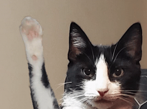 Cat Waving Eyes Focused GIF