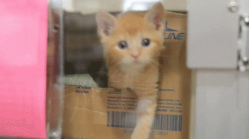 Cat Waving From Inside GIF