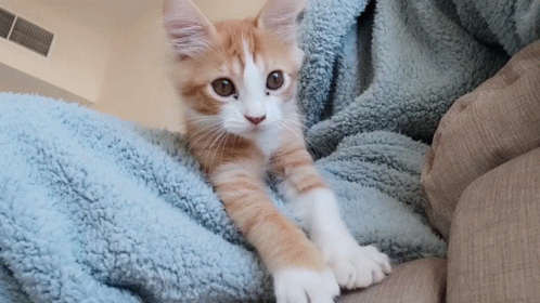 Cat Waving Ginger Colored GIF