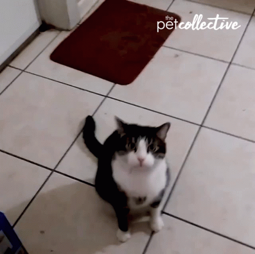 Cat Waving Paws Standing Up GIF
