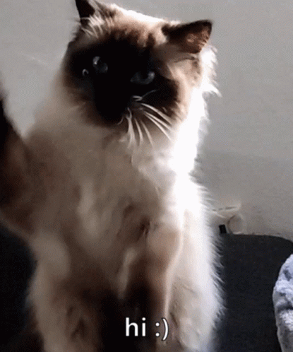 Cat Waving Saying Hi GIF