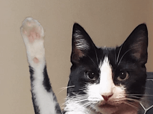 Cat Waving To Human GIF