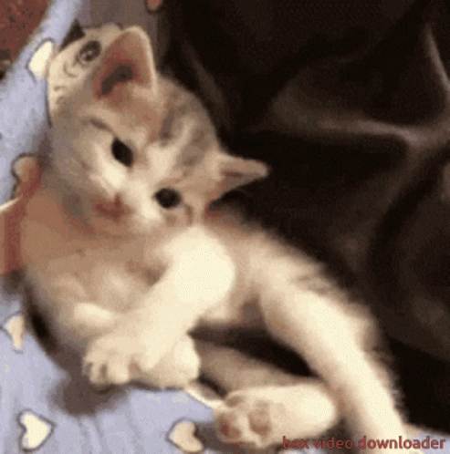 Cat Waving What's Up Human GIF
