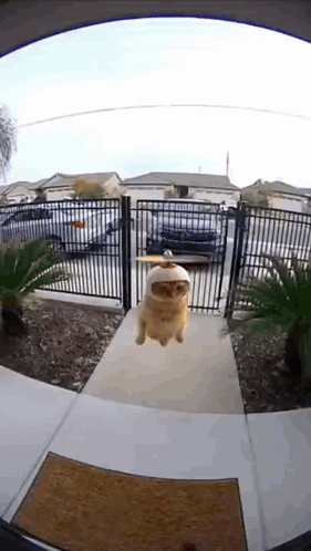 Cat Wearing Baseball Cap On Sidewalk GIF