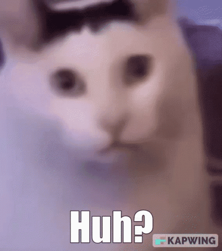 Cat Wearing Bow Tie Huh GIF