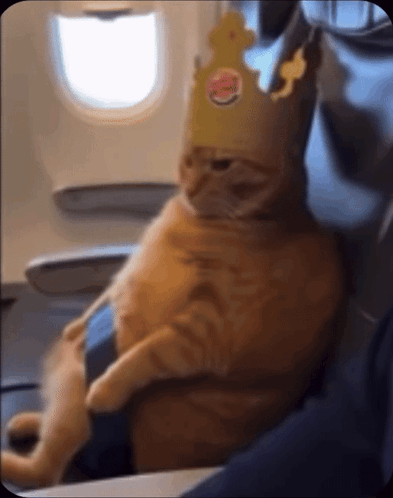 Cat Wearing Burger King Crown on Plane