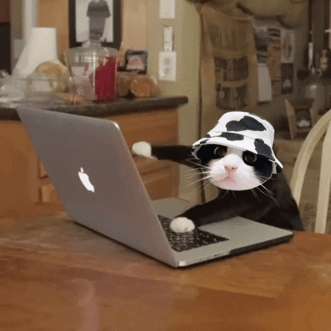 Cat Wearing Cap Typing Meme GIF