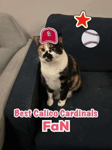 Cat Wearing Cardinals Hat GIF