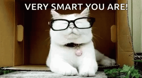 Cat Wearing Glasses Sitting in Box