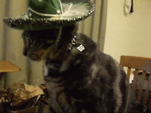 Cat Wearing Green Sombrero and Collar