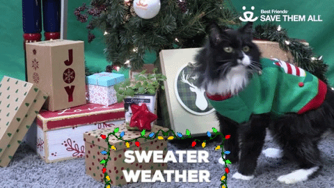 Cat Wearing Green Sweater Weather GIF