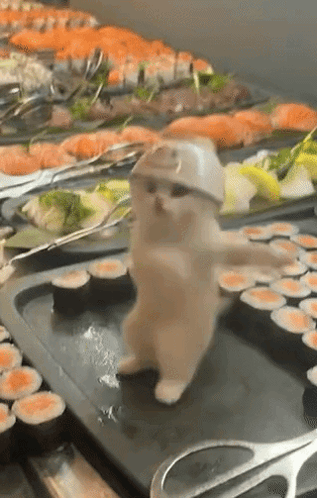 Cat Wearing Hat And Sunglasses Dancing At Sushi GIF
