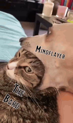 Cat Wearing Hat Reading Mindplayer the Bard