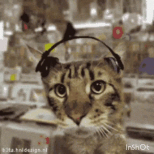 Cat Wearing Headphones Looking at Camera
