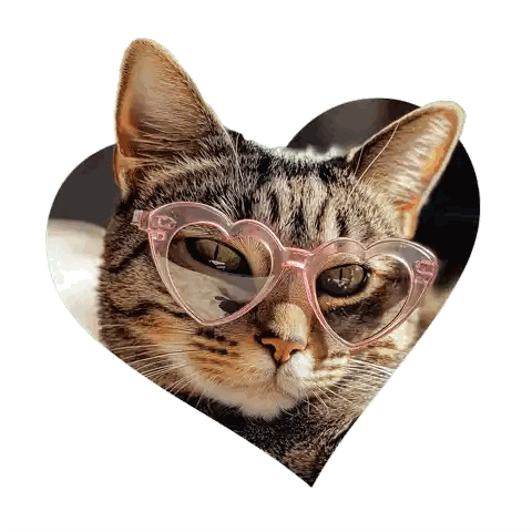 Cat Wearing Heart Shaped Glasses
