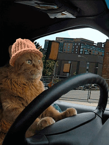 Cat Wearing Knitted Hat in Car