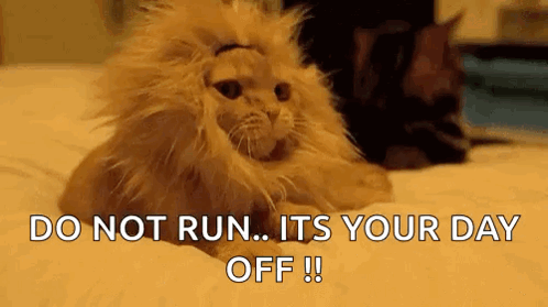 Cat Wearing Lion Wig on Bed