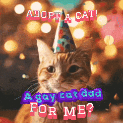 Cat Wearing Party Hat Adopt A Cat GIF