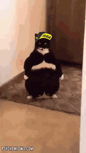 Cat Wearing Peanuts Hat GIF