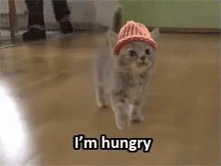 Cat Wearing Pink Hat Walking on Wooden Floor
