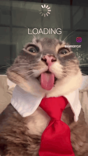 Cat Wearing Red Tie and White Collar Loading